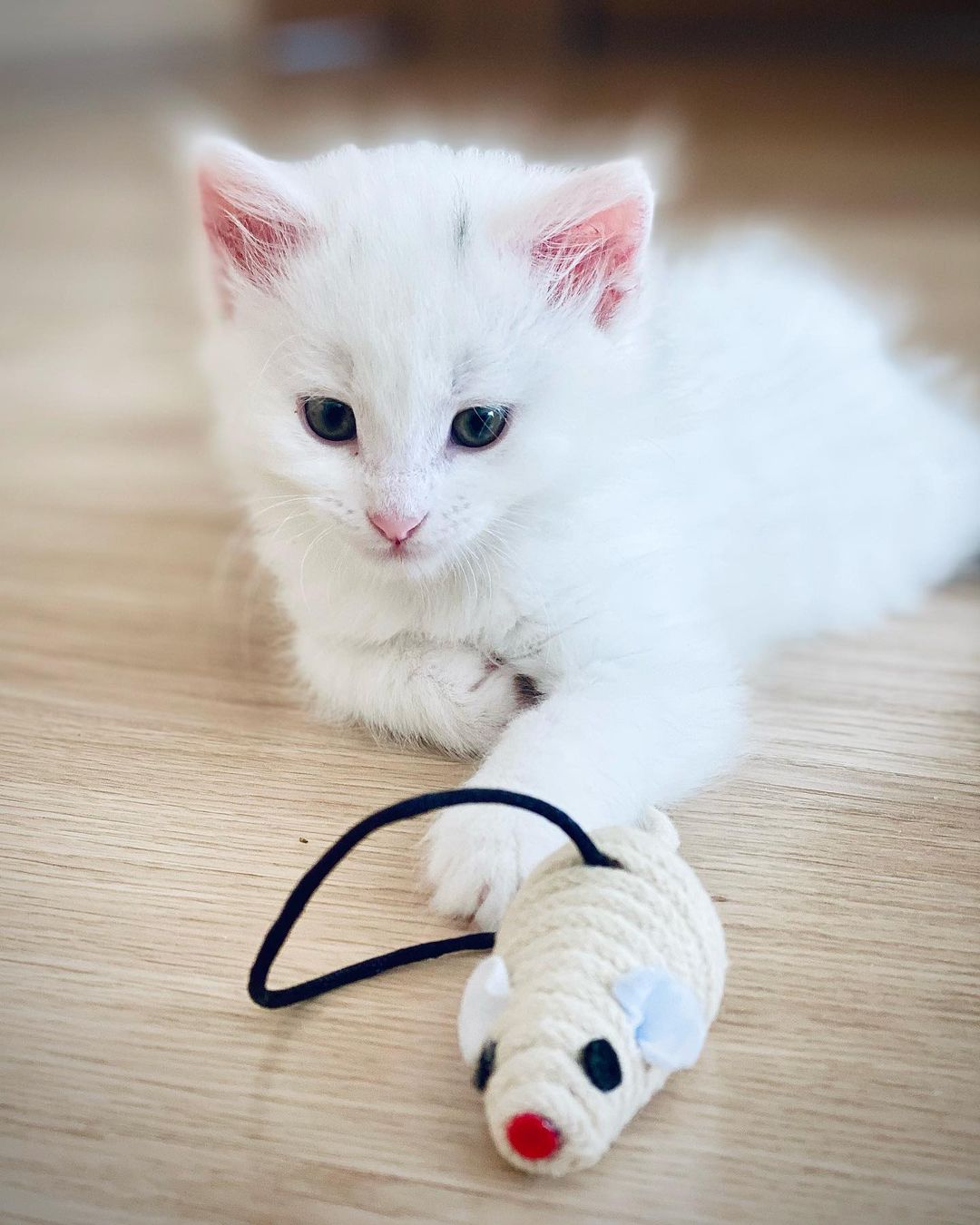 white turkish angora kitten