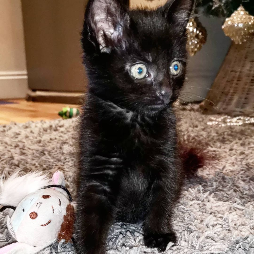 black turkish angora kitten